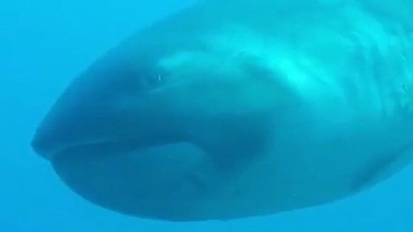 El tiburón de boca ancha puede medir hasta cinco metros. Foto: Captura de pantalla/ Penny Bielich/ Youtube. 
